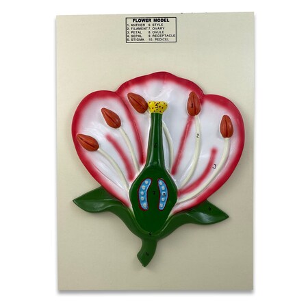 Supertek Flower Model, 3-D B12812